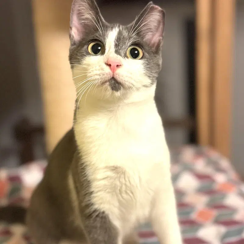 Kai, a male kitten up for adoption