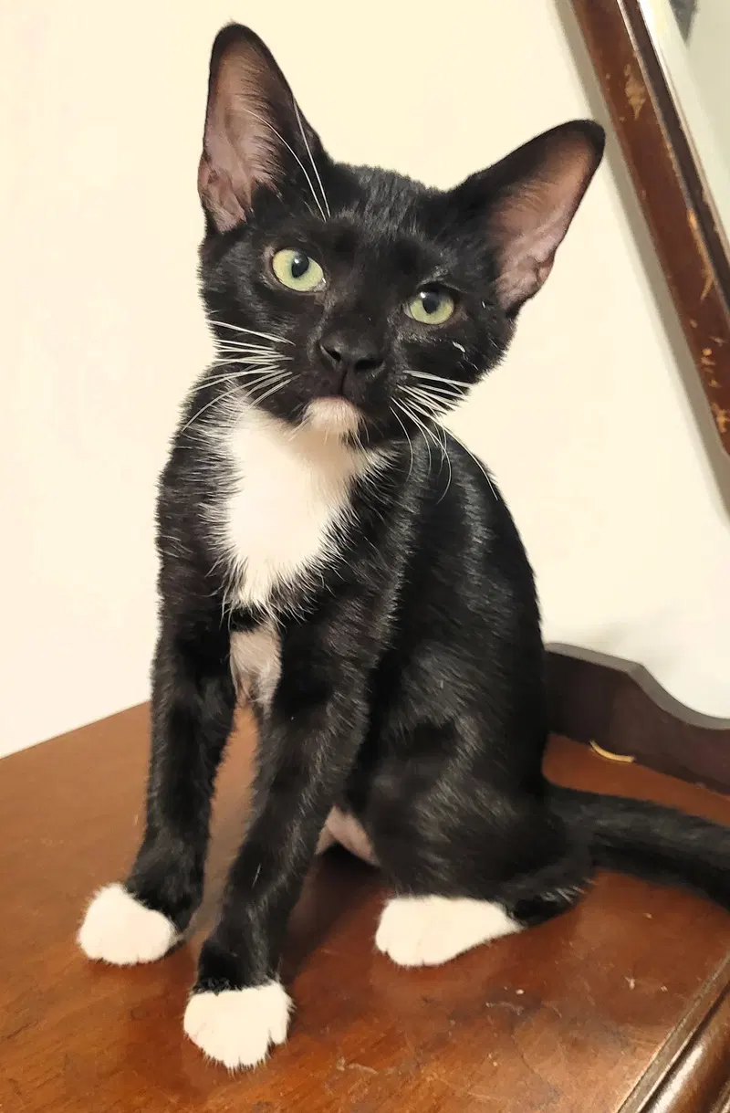 Kara, a female kitten up for adoption