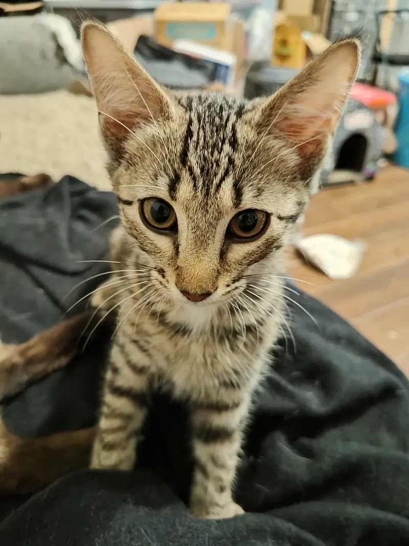 Stealth Mode, a male cat up for adoption