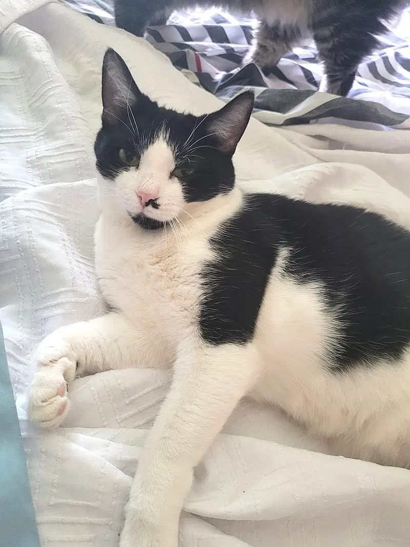 Kitty Tuxedo Jewel, an adult female Tuxedo cat up for adoption