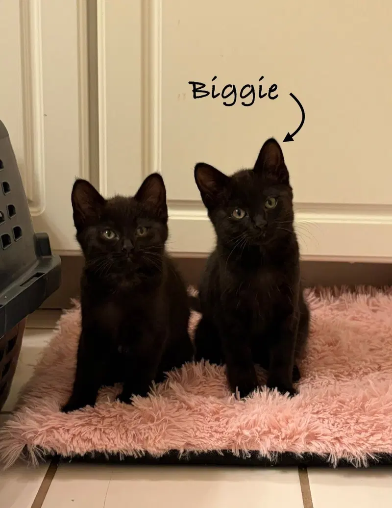 Biggie, photo 6