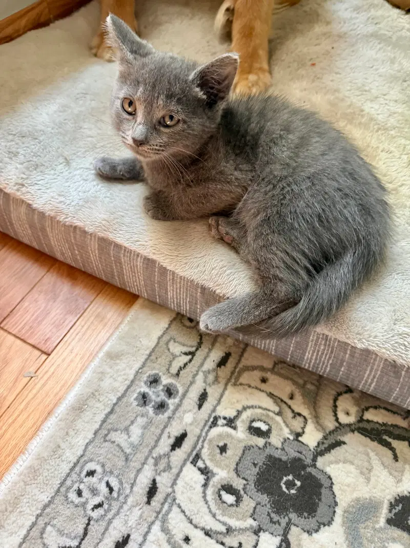 Cat, photo 3