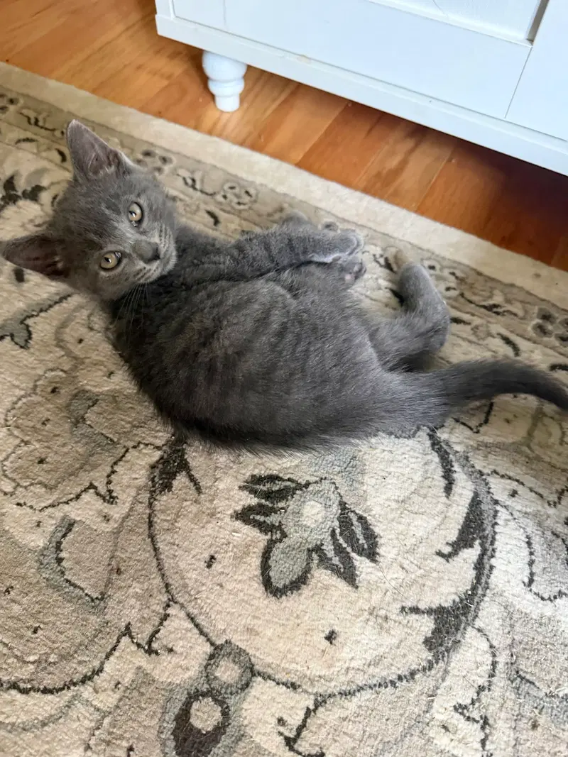 Cat, photo 5