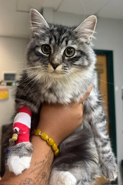 Mabel, a young female cat up for adoption