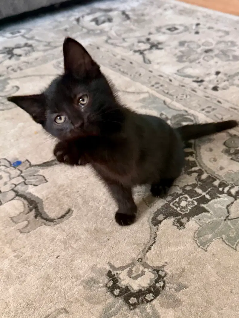 Cat, photo 4