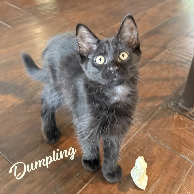 Dumpling, photo 8