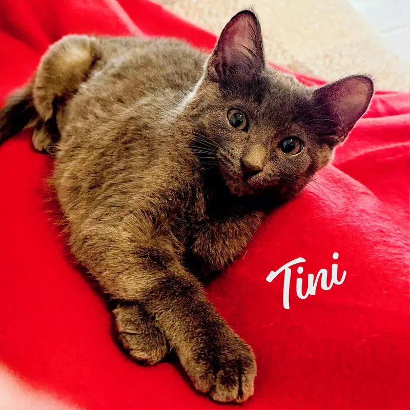 Tini, photo 6