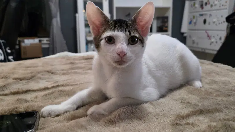 Finnie, a male kitten up for adoption