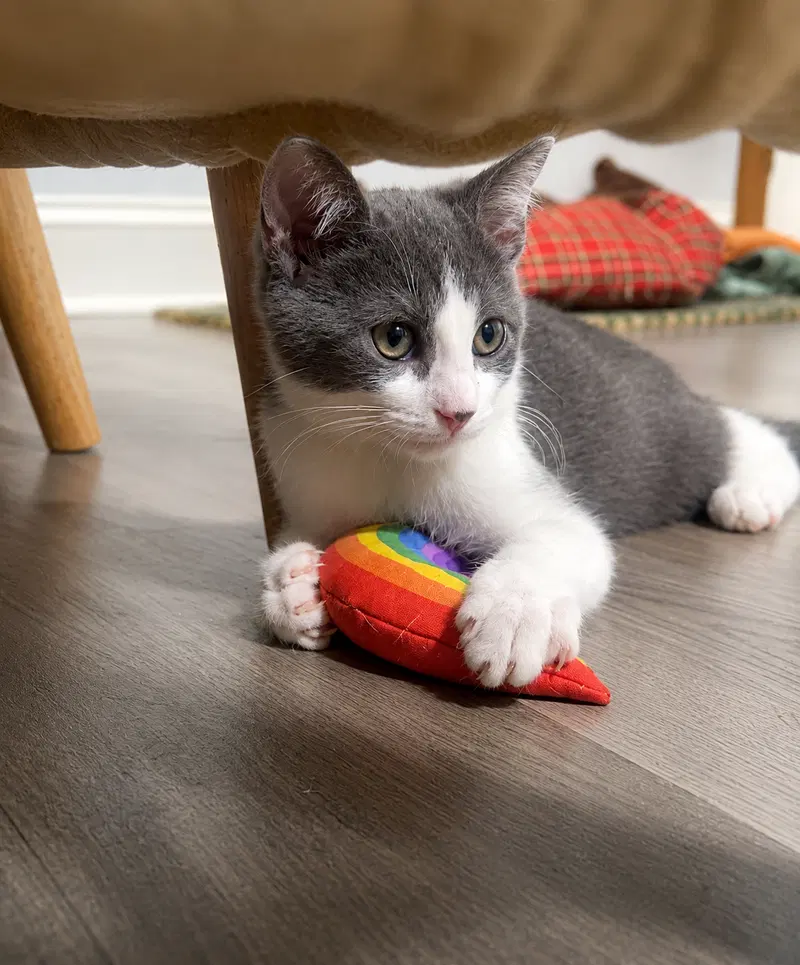 Screech, Willow Grove area,, a male kitten up for adoption