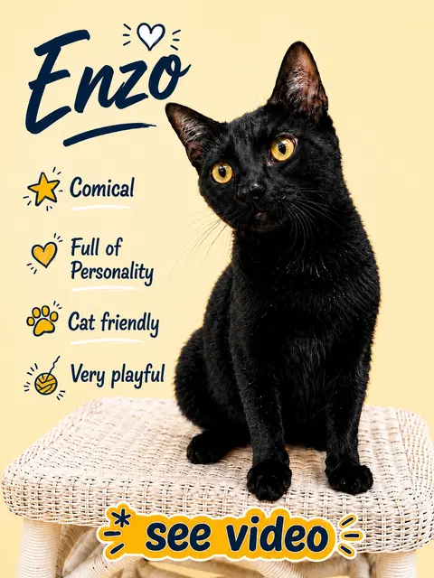 Watch the video of Enzo Willow Grove