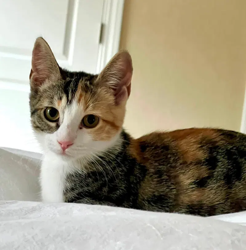 Lily, a female Calico kitten up for adoption
