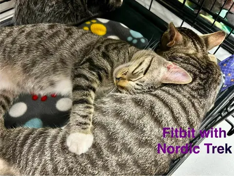 Watch the video of Fitbit