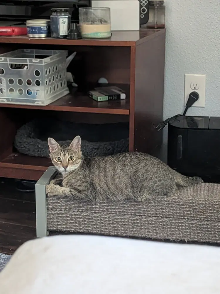 Little Debbie, a young female cat up for adoption