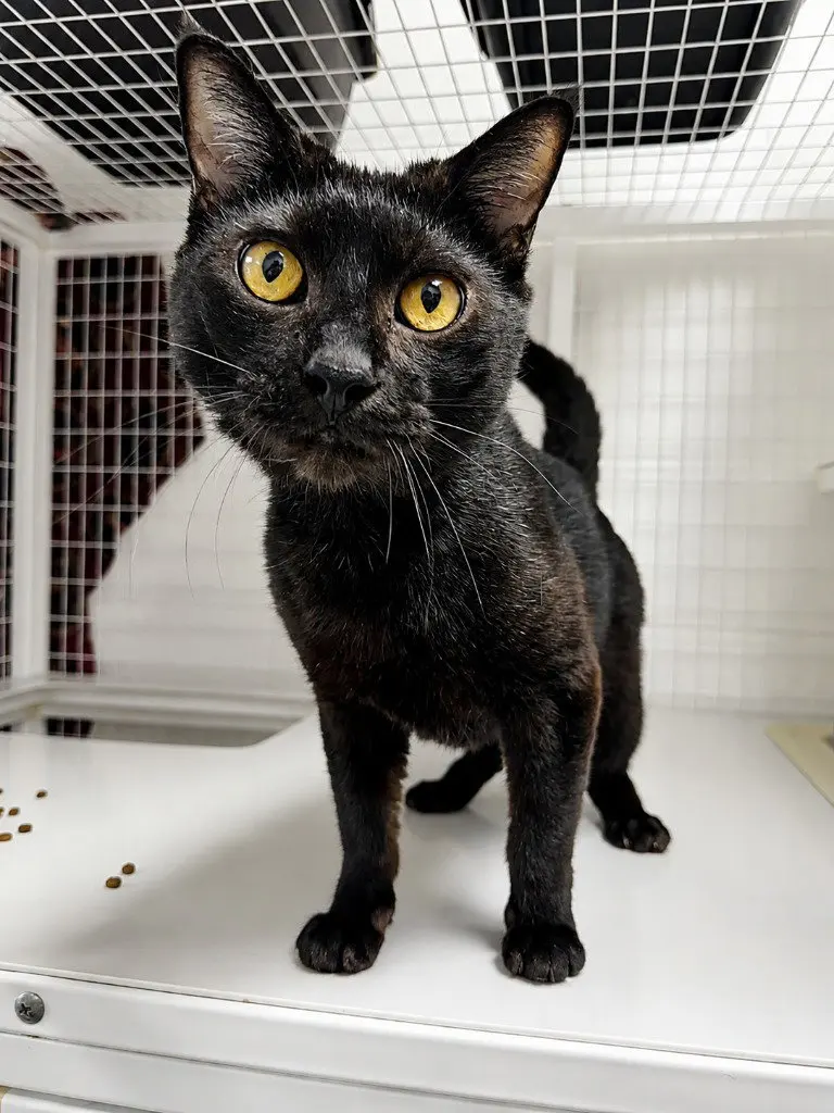 Betelgeuse, an adult male cat up for adoption