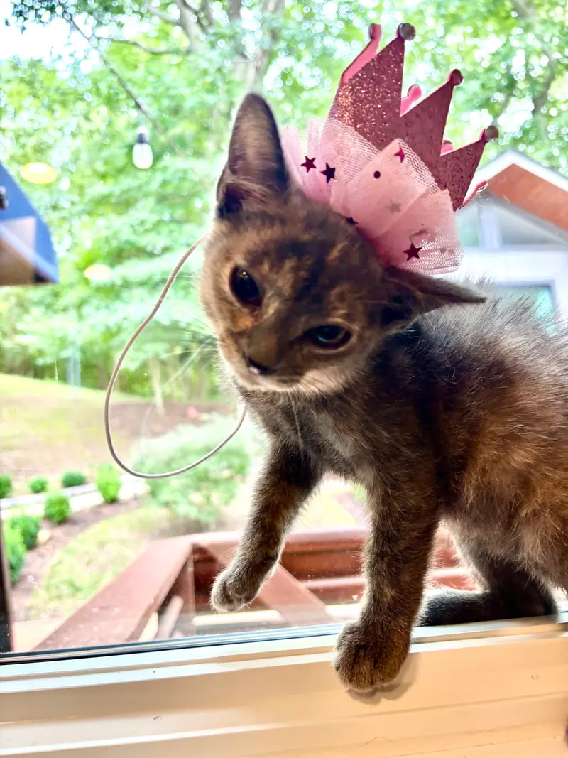 Eleanor, a young female cat up for adoption