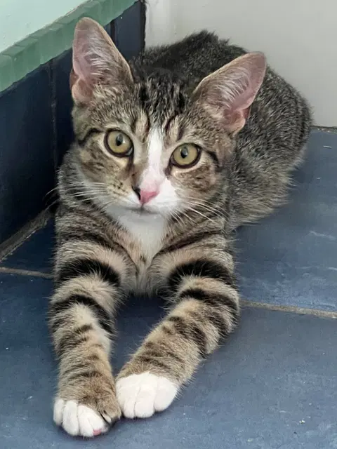 Watch the video of Chutney w/Marmalade