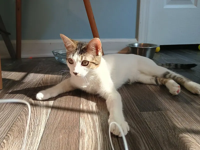 Cream, a young female American Shorthair cat up for adoption