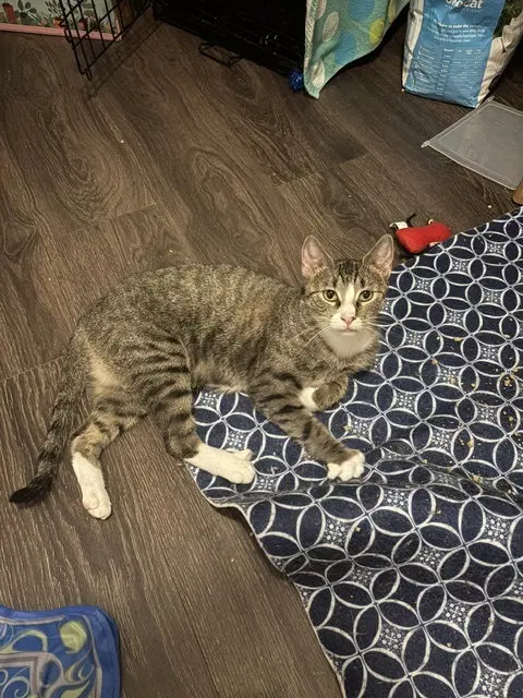 Pride, a young female cat up for adoption