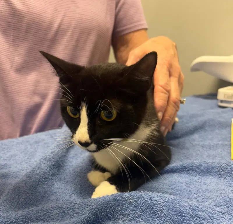 Tinker, a young female cat up for adoption