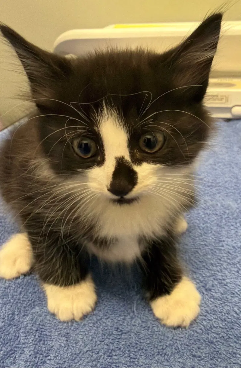 Mittens, a male kitten up for adoption
