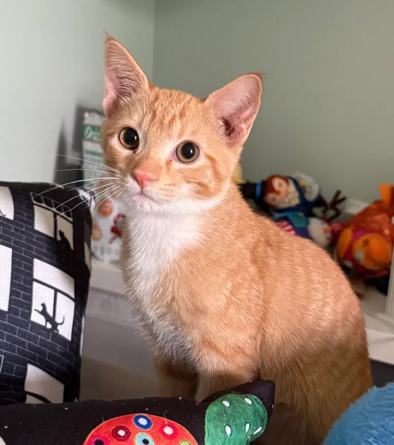 Cheddar, a male kitten up for adoption