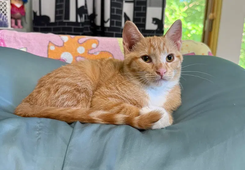 Gouda, a male kitten up for adoption