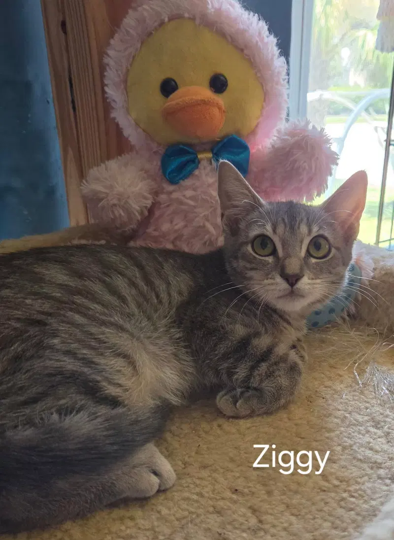 Ziggy, a female kitten up for adoption
