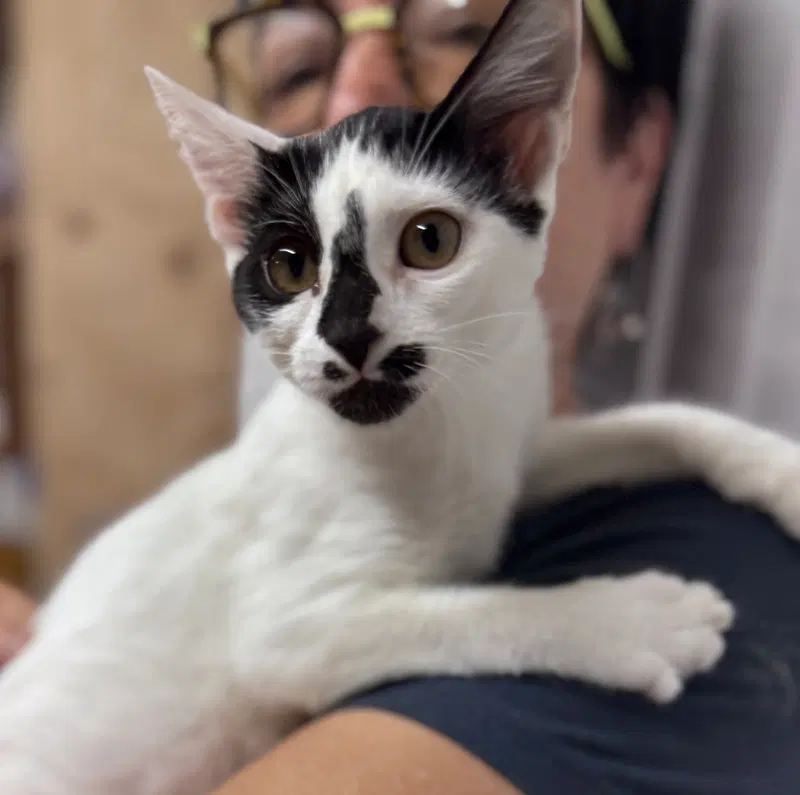 Mercedes, a female kitten up for adoption