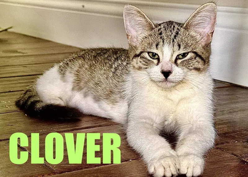 Clover, photo 2