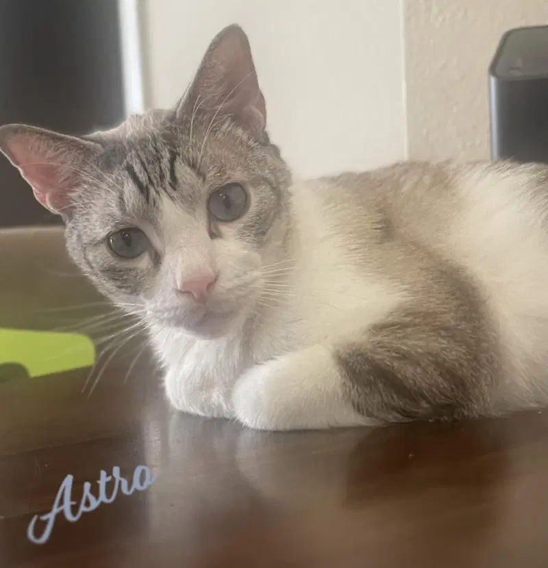 Astro, a young male Siamese cat up for adoption