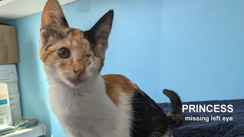 Princess, a female Calico kitten up for adoption
