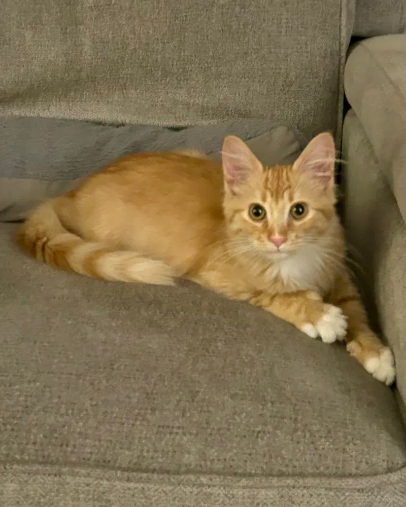 Prairie, a female kitten up for adoption