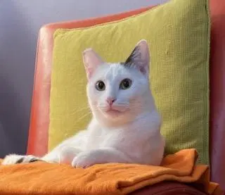 Shiloh, an adult male cat up for adoption
