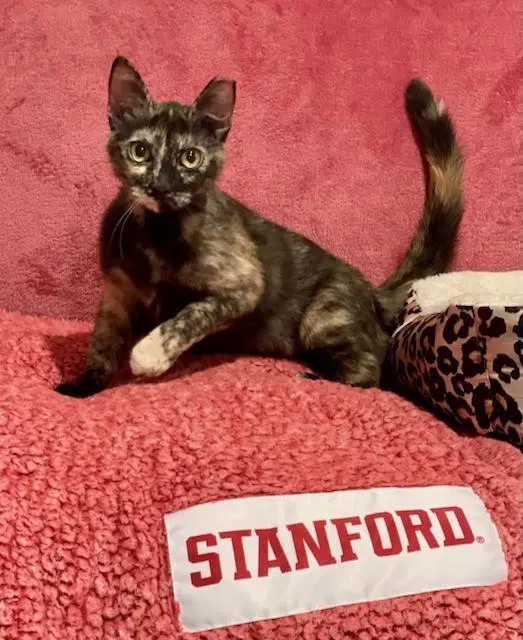 Tessa, an adult female cat up for adoption
