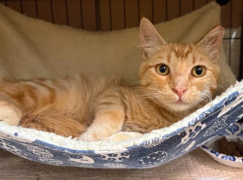 Purrseus, a young male cat up for adoption