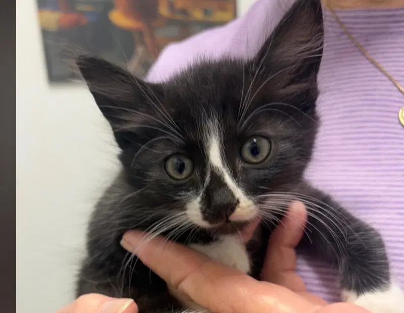 Scooter, a male kitten up for adoption