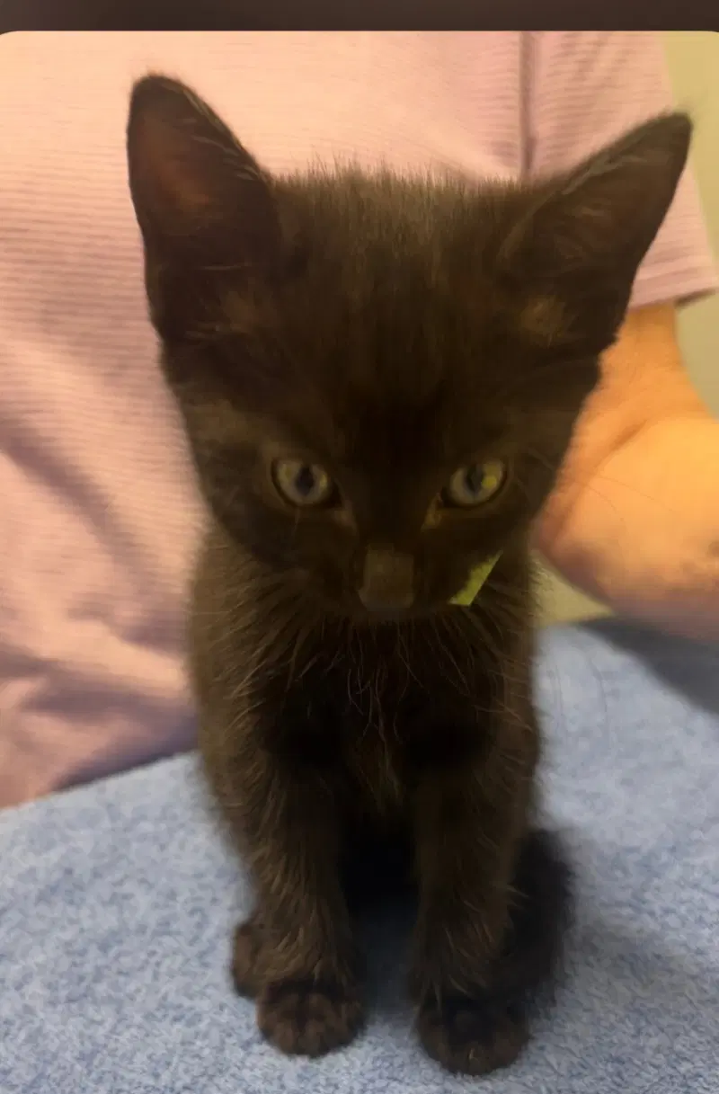 Onyx, a male kitten up for adoption