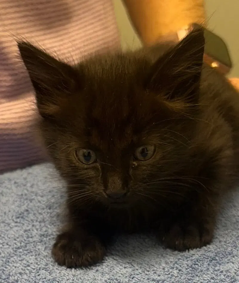 Onyx, photo 2