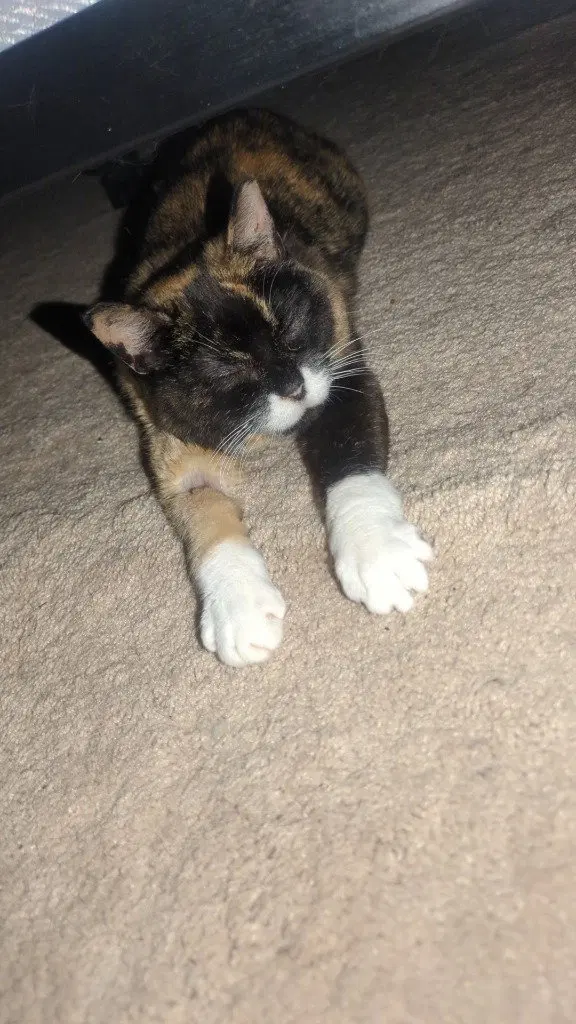 Callie, photo 3