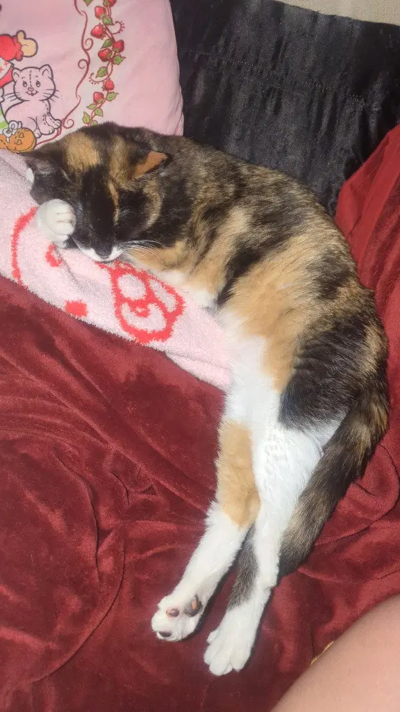 Callie, photo 4