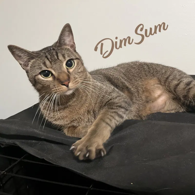 Dim Sum, an adult male Tabby cat up for adoption