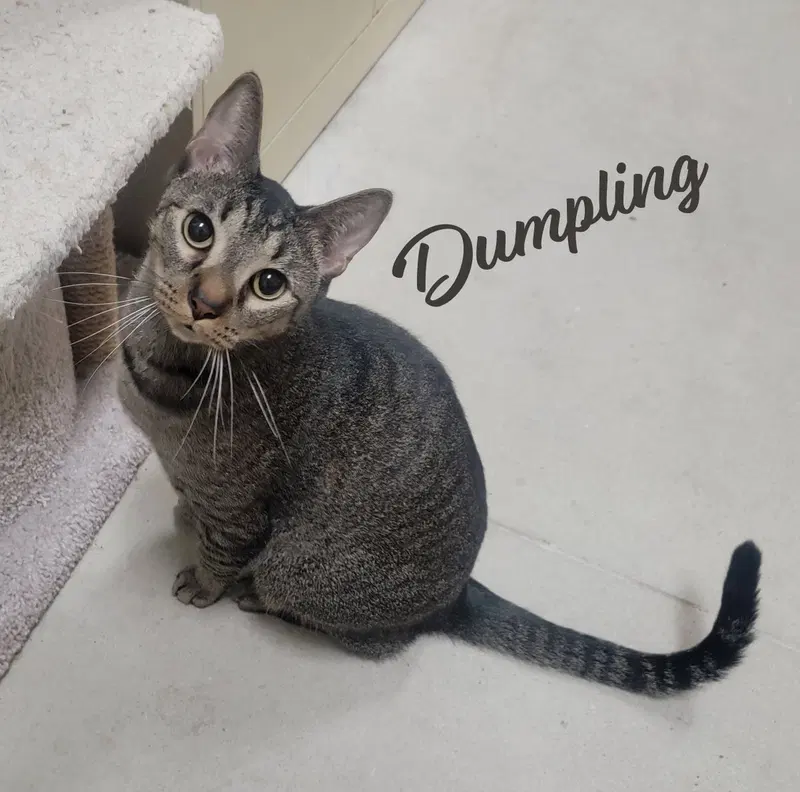 Dumpling, an adult male Tabby cat up for adoption