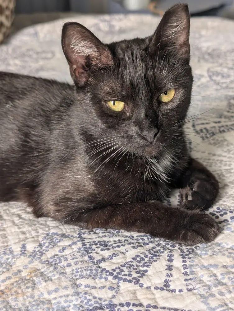 French Toast, an adult female cat up for adoption