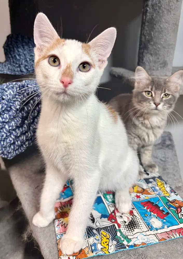 Jack, a young male cat up for adoption