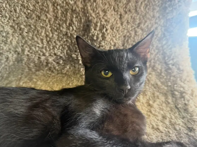 Kuro, photo 4