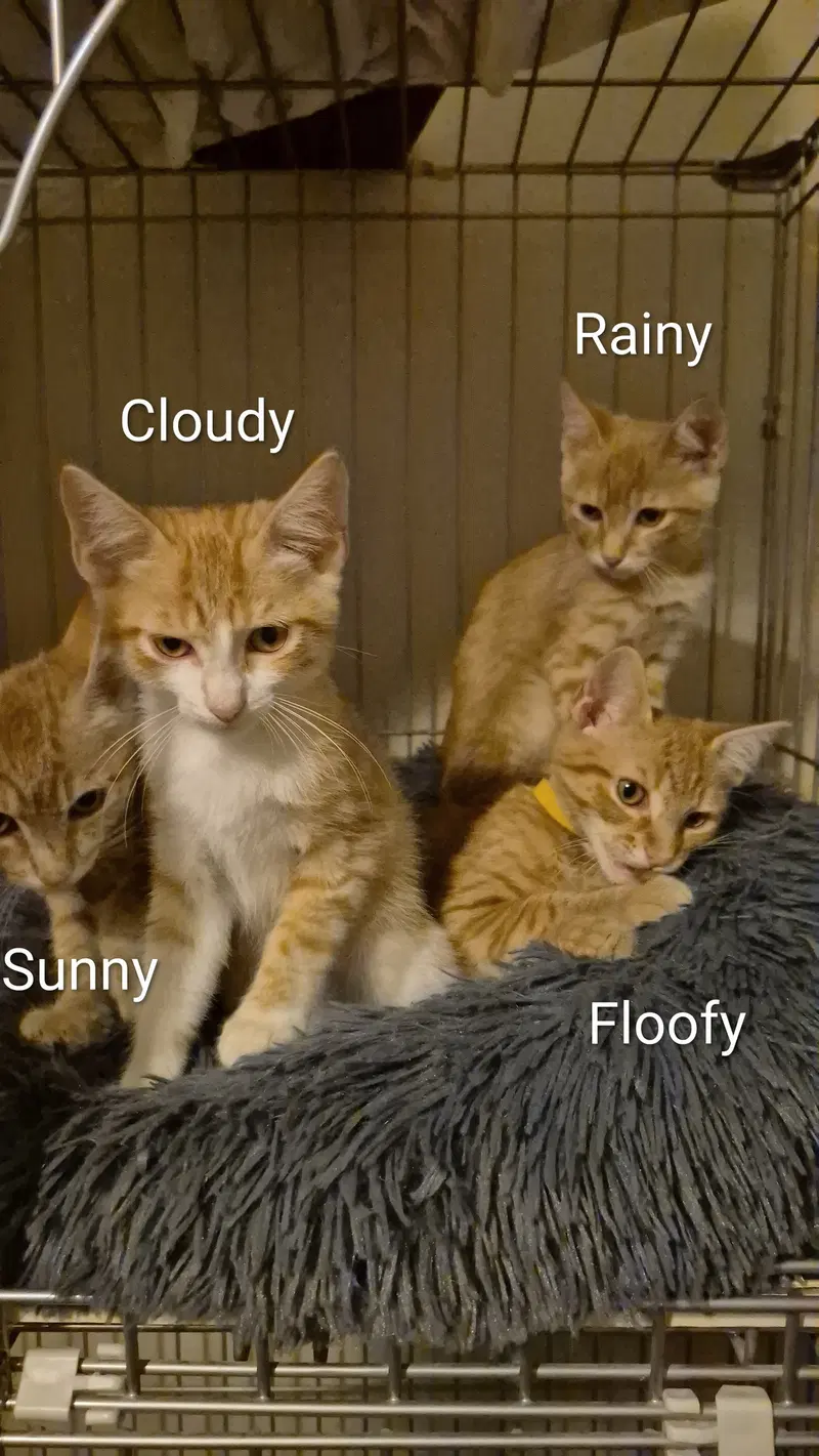 Cloudy, photo 2