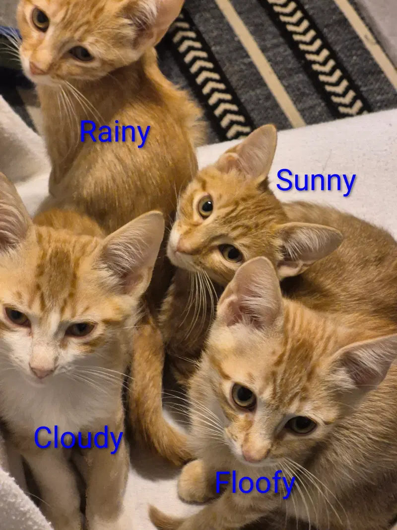 Cloudy, photo 3