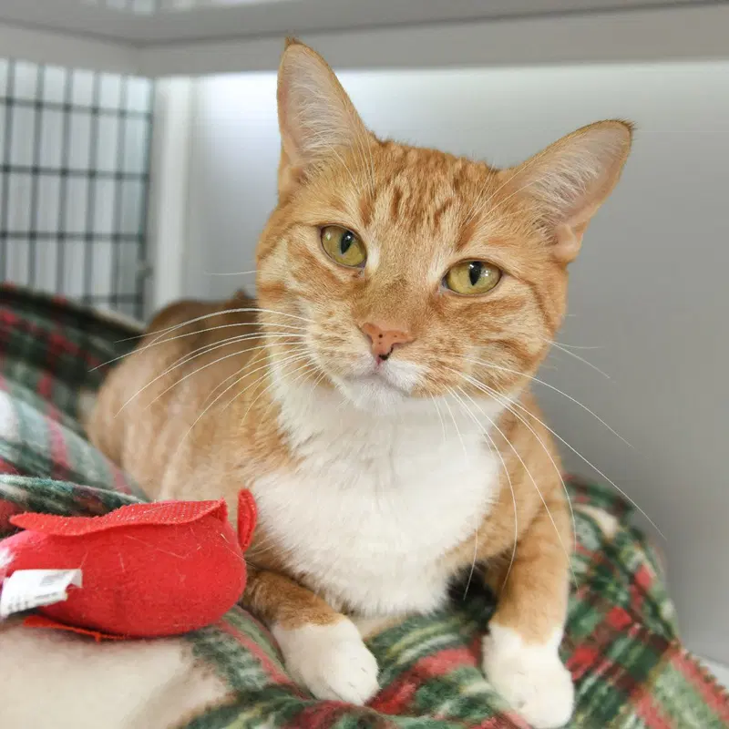 Valencia, an adult female cat up for adoption
