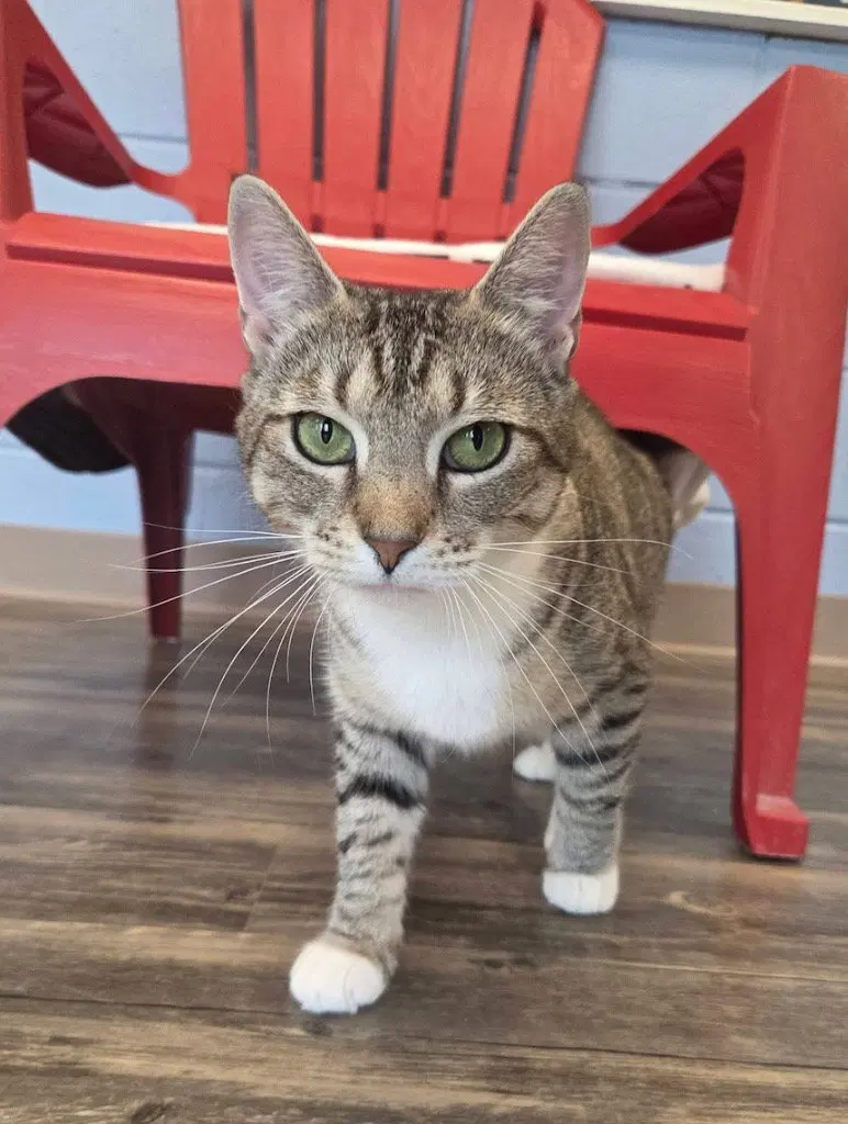 Moxie, a young female cat up for adoption