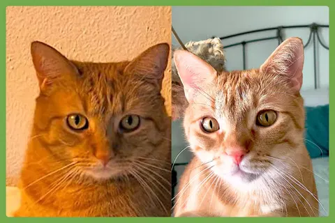 Watch the video of Cheech and Chong